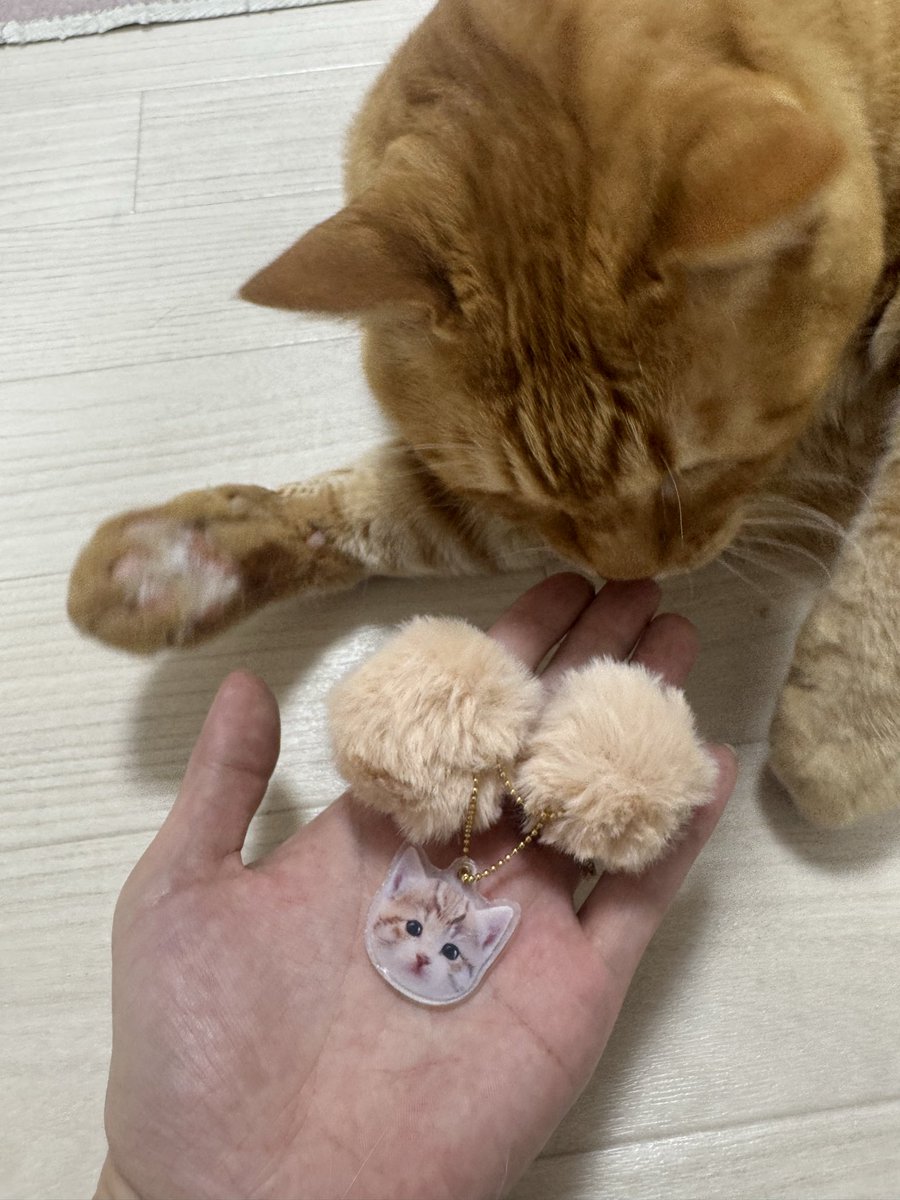 とらまる とらまる (@toramaru76) / X