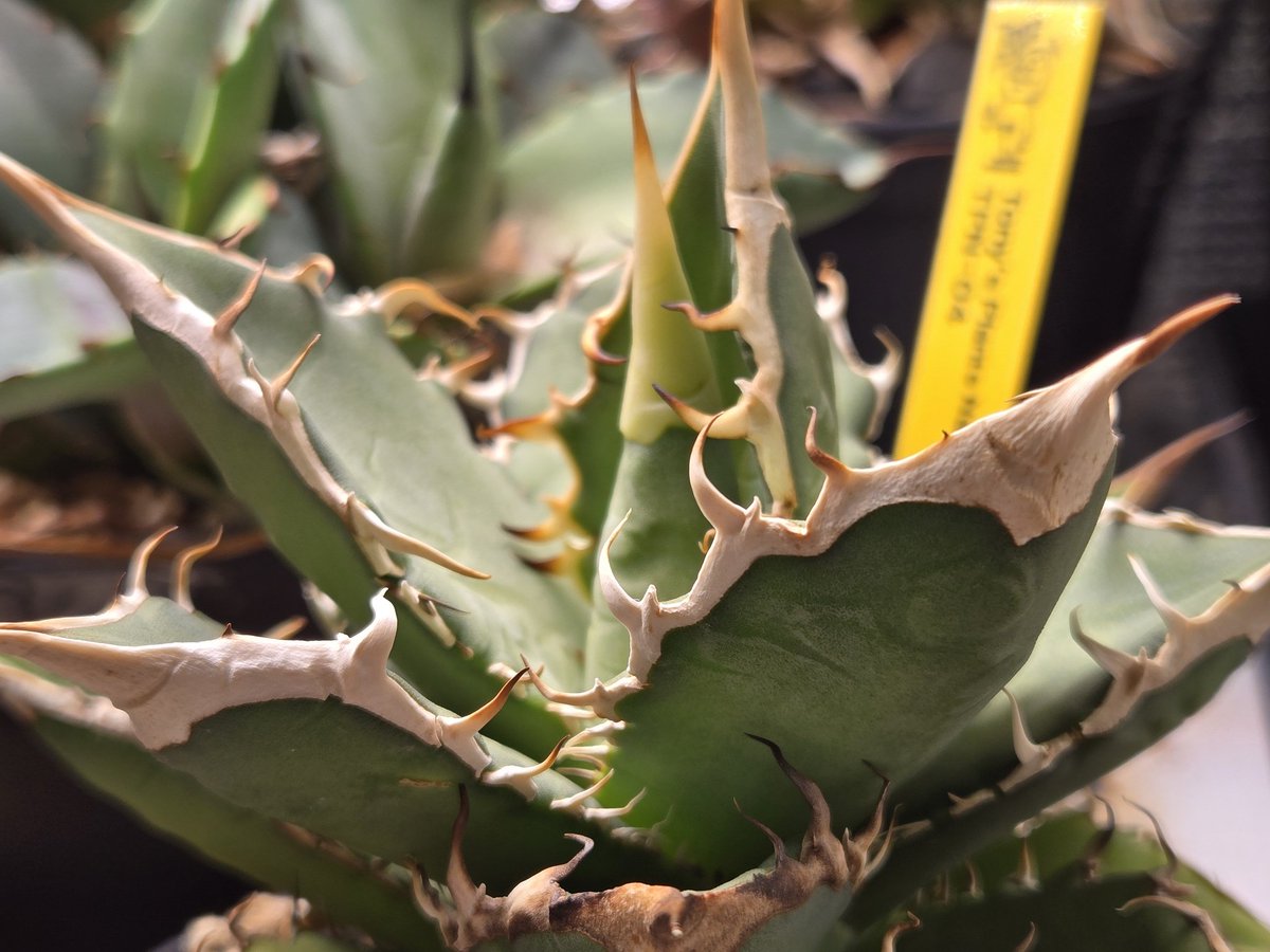 オテロイ　実生 アガベ オテロイ 実生 agave oteroi seeding – BARBAS Plants Lab.