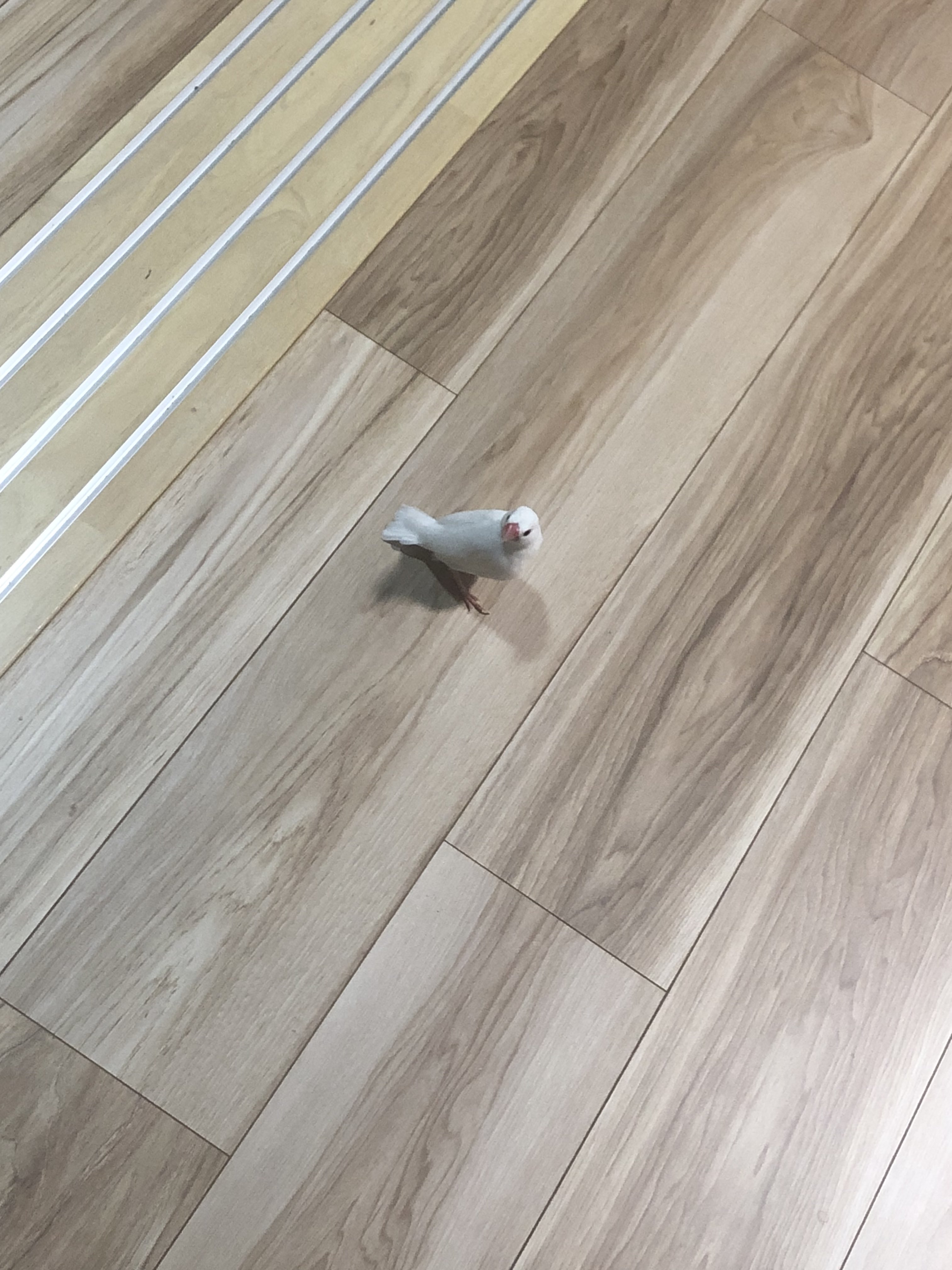 まっちゃんおまとめ購入リクエスト商品 GU ジーユー ザツザイ バケットハット フリーサイズ - メルカリ