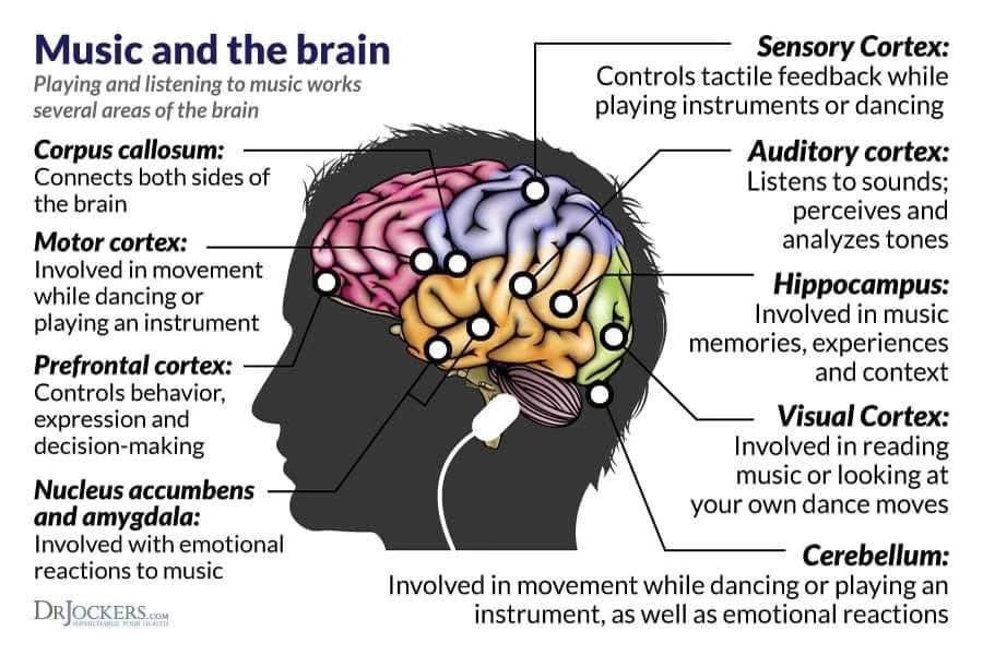 amphore's tweet image. #Music and the #Brain