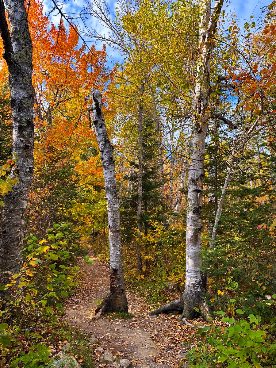 prairieguy2016's tweet photo. I wonder if I’m actually wandering through a painting… Either way, I need to stay here for a while… #fallfoliage #fallcolors #fall #elymn #minnesota #wandering https://t.co/W8Qft6E4Ce