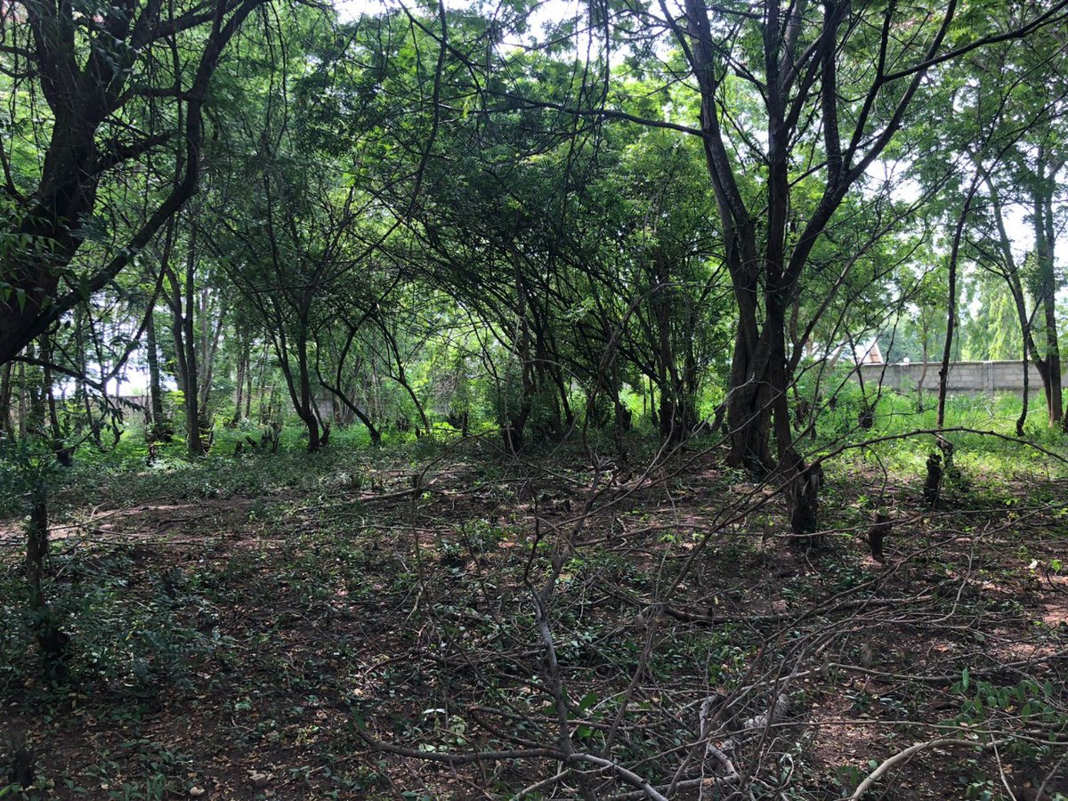 BizSolutions360's tweet image. From 🌱 land to ✨ landmark!
Another international win in Tanga, Tanzania-from ground clearance to key handover. ✅
#B360BuildingTheFuture #ConstructionSuccess #GlobalProjects #Tanzania