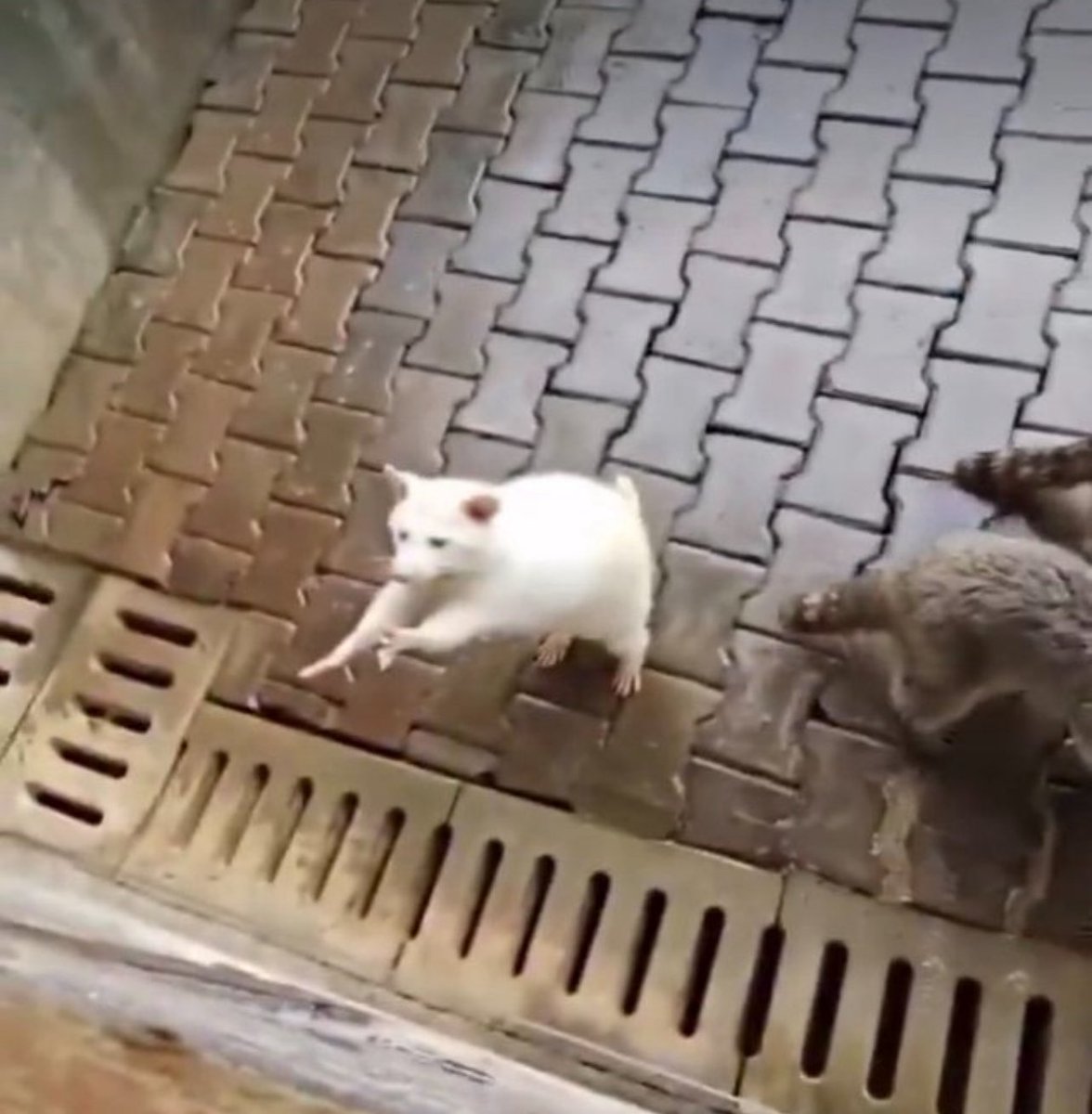 Makarnanin her sekli icin biz