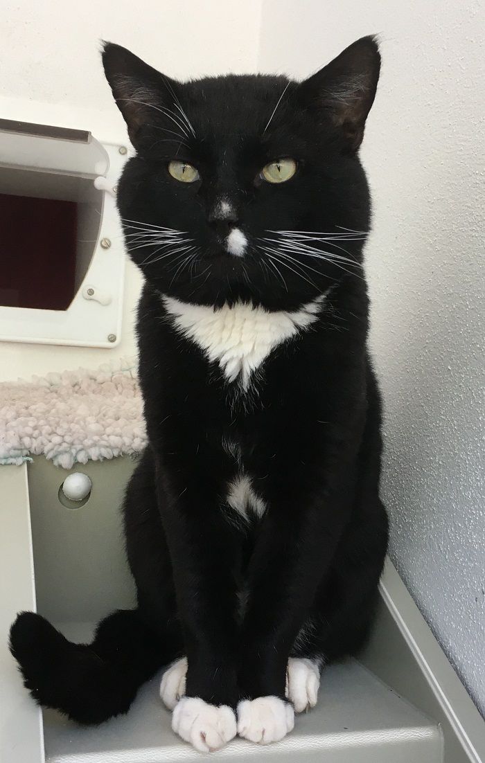 Murray is a lovable, cuddly ball of fur who is ready to become the most loyal companion you’ve ever had. This sweet lad may be a little needy at times, but that’s only because he craves attention and affection from his humans. 
rspca-littlevalley.org.uk/cat-kitten/mur…