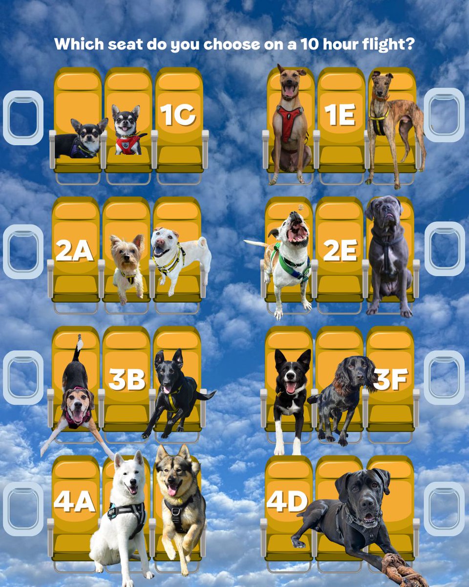 Dogs Trust 💛🐶 tweet media