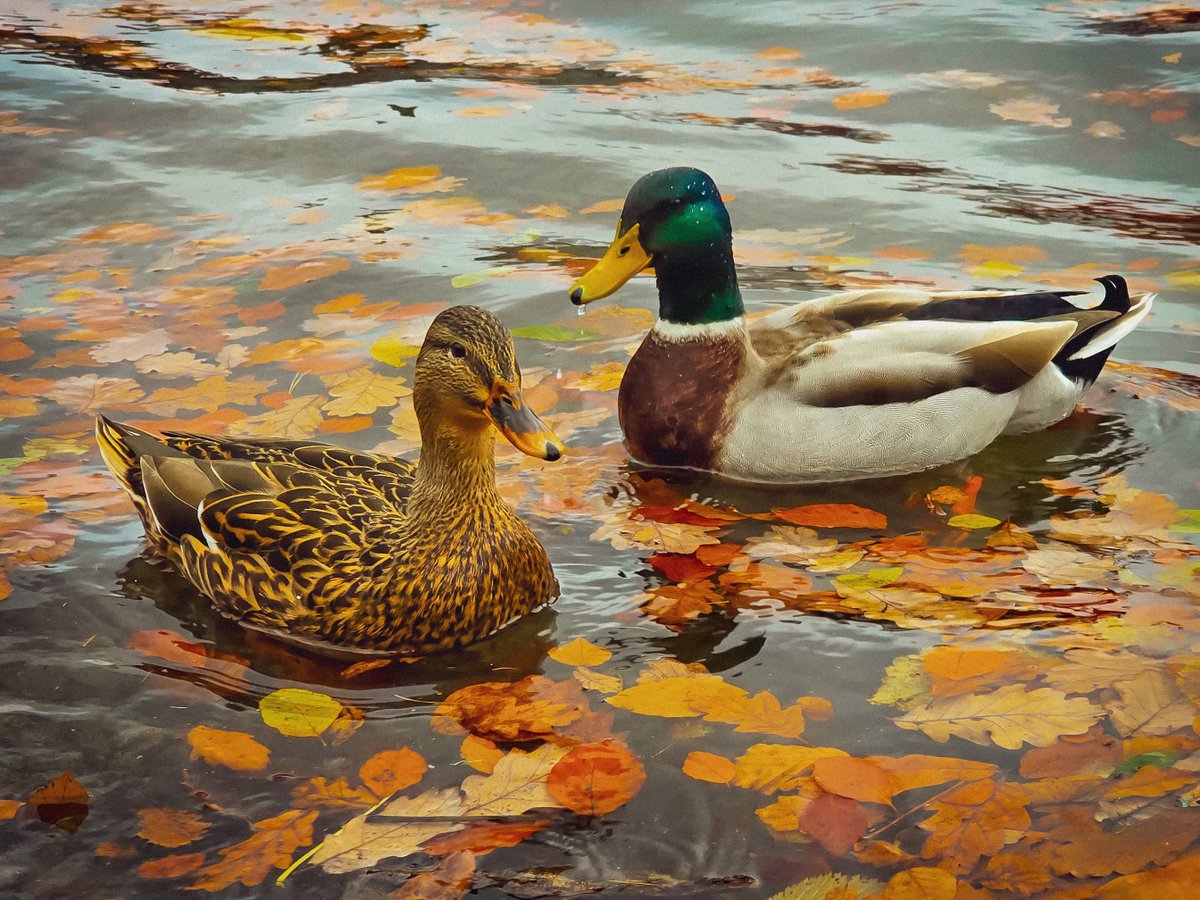 AnimalPlanet's tweet image. Waddling into fall 🦆🍂

📸: Gary Mayes

#MallardDuck #Wildlife #UnitedKingdom