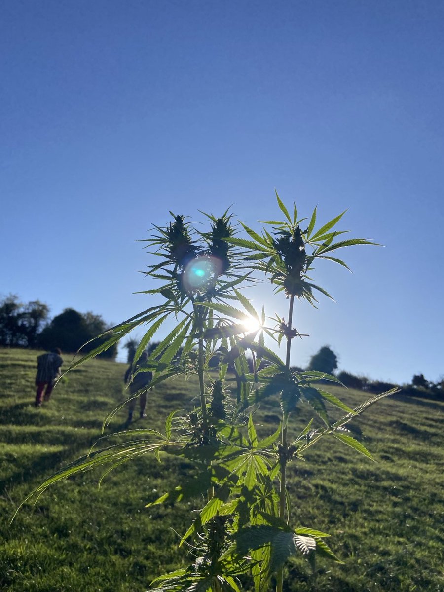 🌱 Hemp liberation is on the rise 🌍

US President backs CBD for seniors → hemp stocks surge 📈

Markets move fast, but laws are still outdated. We need cannabis decriminalised + hemp freed for health, farming &amp; justice.

#HempLiberation #CBD #CannabisJustice