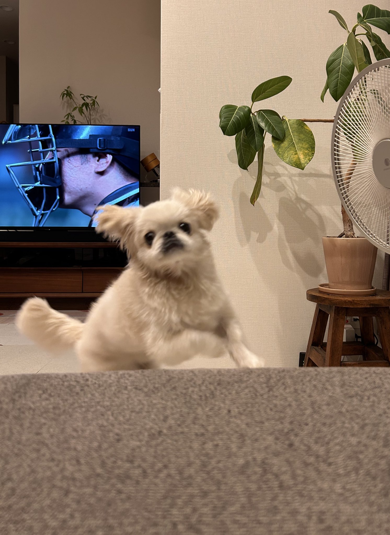 むぎちゃん むぎっっ (@_mugi_channel) / X