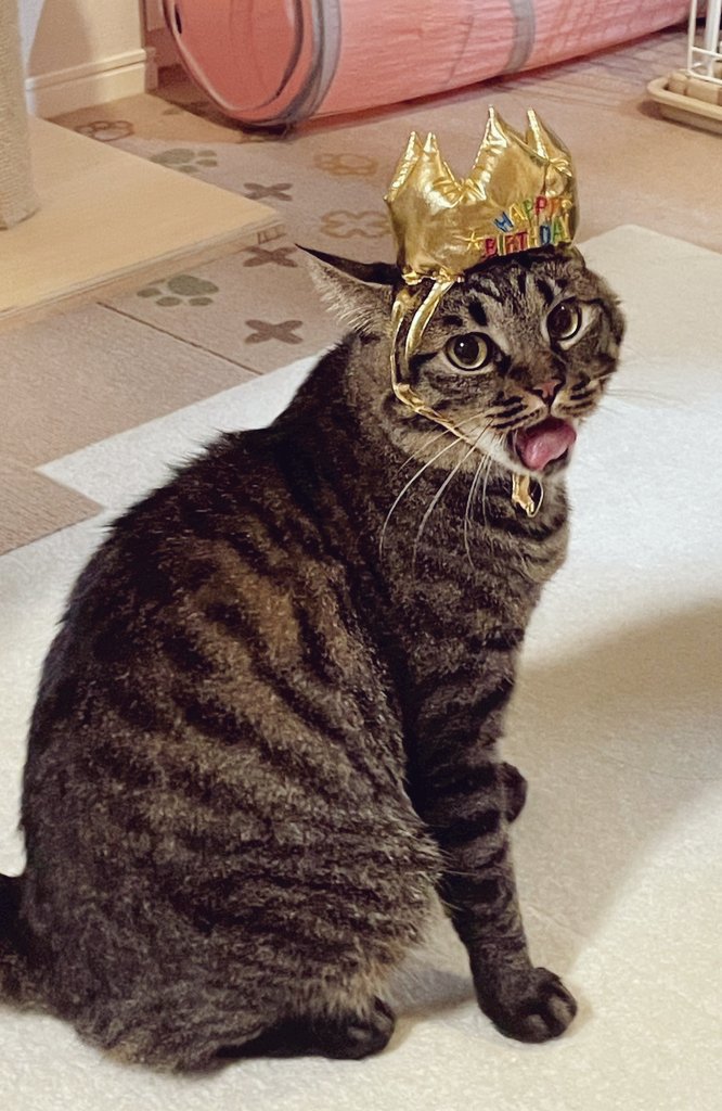 one_of_MURAKAMI's tweet photo. お口直しに最近のMiMi様とMaruくんです😸
（お花は写真を撮ったあと猫が入れないところに飾っています）

#猫のいるしあわせ
#猫のいる生活 https://t.co/1o7XBmjw2Y