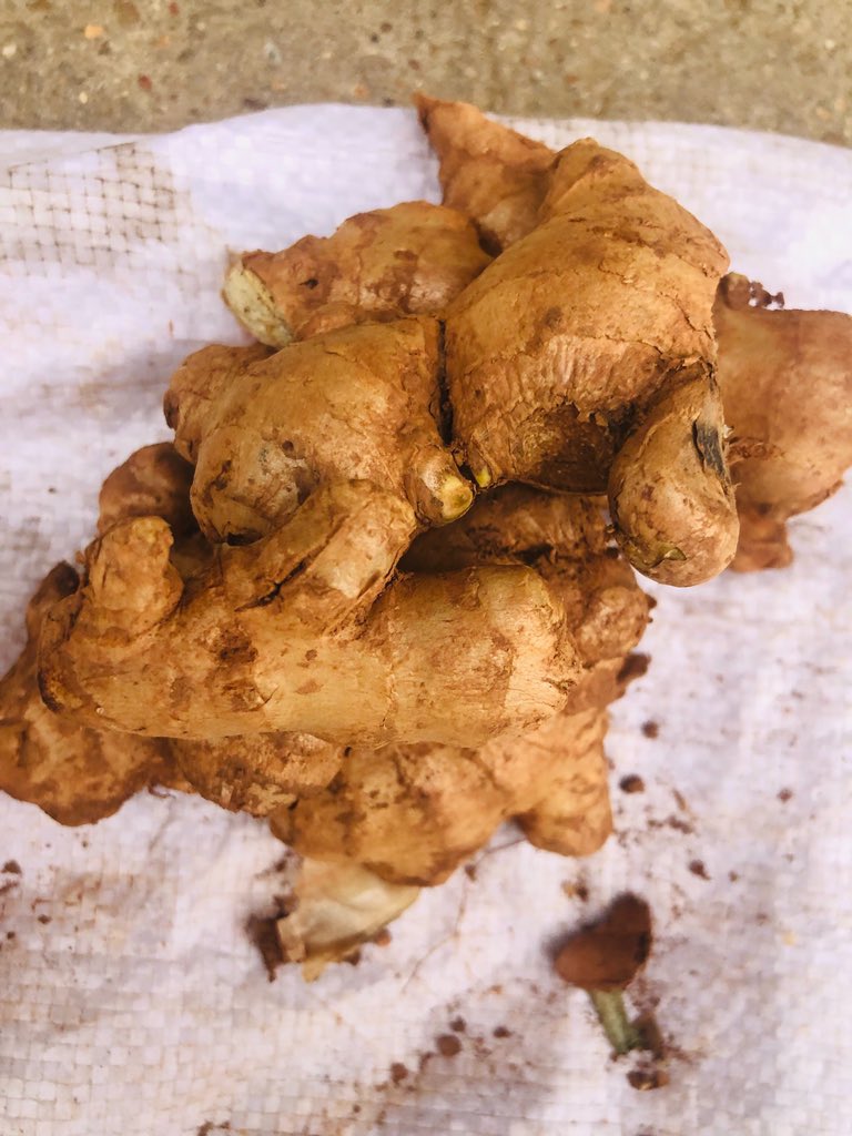 pre99576's tweet photo. 🌿 Nature’s powerful root!
Ginger is packed with anti-inflammatory and antioxidant properties that support digestion, ease nausea, and boost immunity.
#GingerBenefits #NaturalHealing #HealthyLiving #RootPower #HolisticHealth https://t.co/0i9dFSKgi6