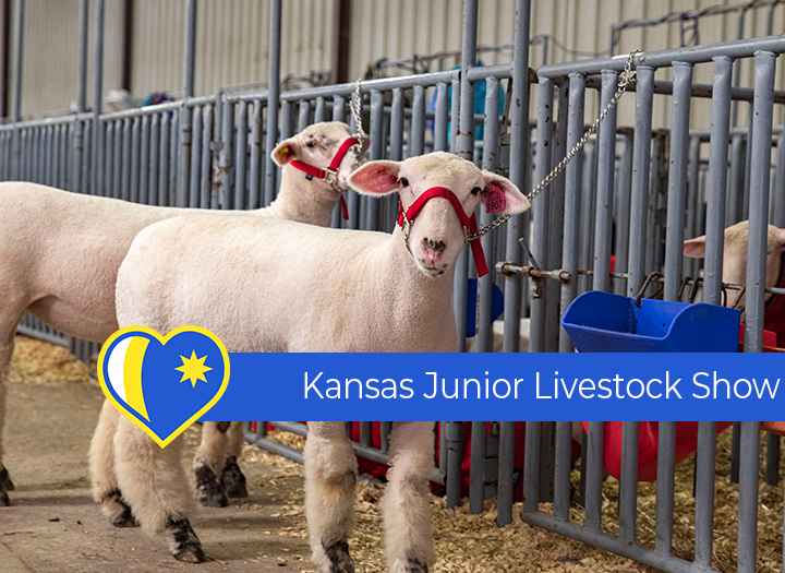The Kansas Junior Livestock Show is at the Kansas State Fairgrounds this weekend, October 3-5!  This is one of the premier livestock shows in Kansas! 🐑 🐄 🐖

Learn more: visithutch.com/upcoming-event…

#ToTheStarsKS #VisitHutch #LoveHutch