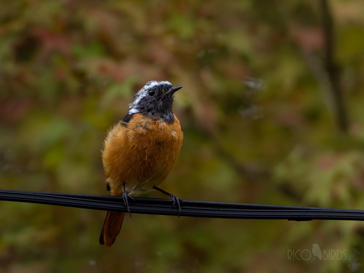 今季生まれの若様かな？
自宅付近ではオス4羽+メス2羽のグループで生活している模様。
#ジョウビタキ #野鳥 #野鳥撮影