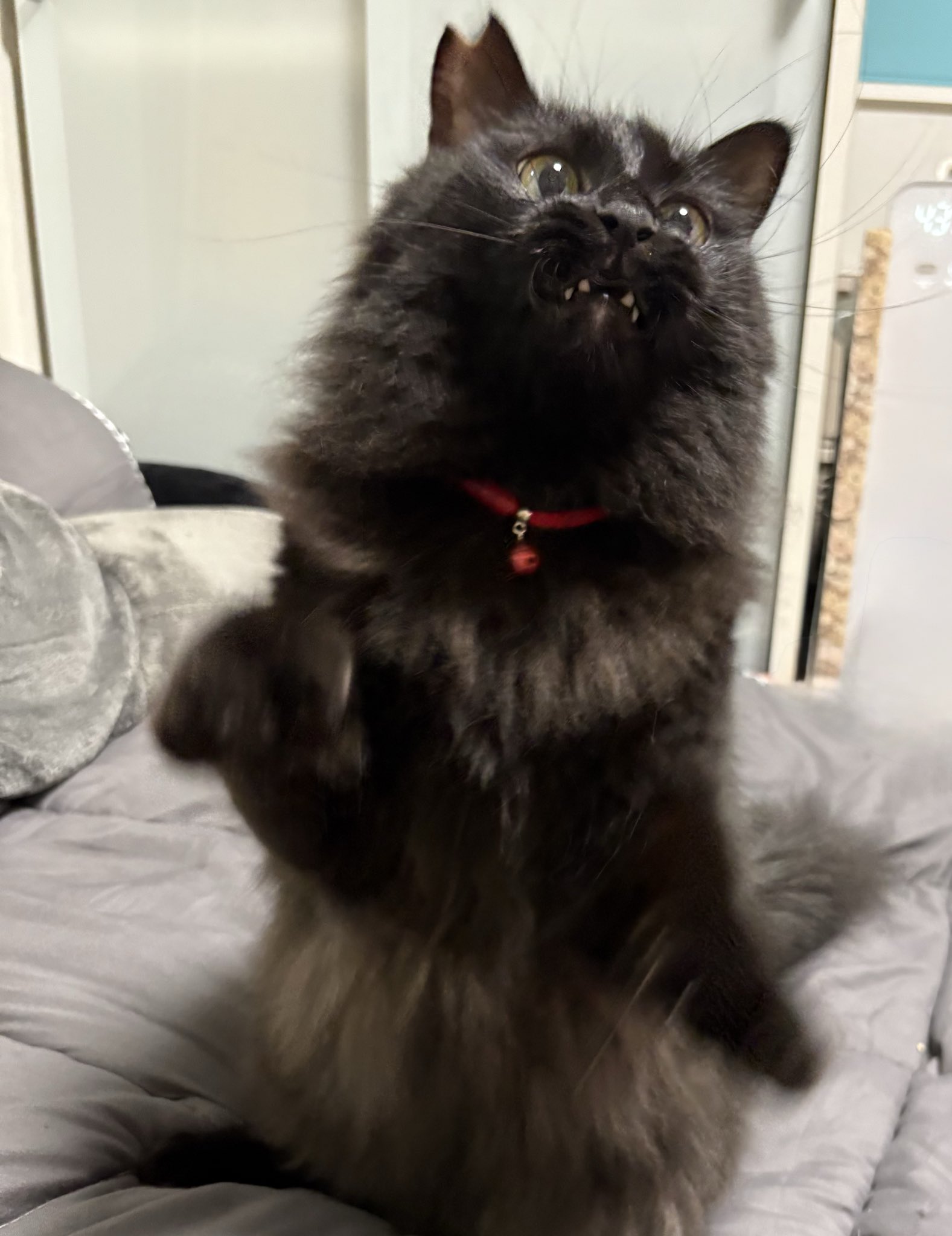 黒猫 羽鳥 一羽 on X: 