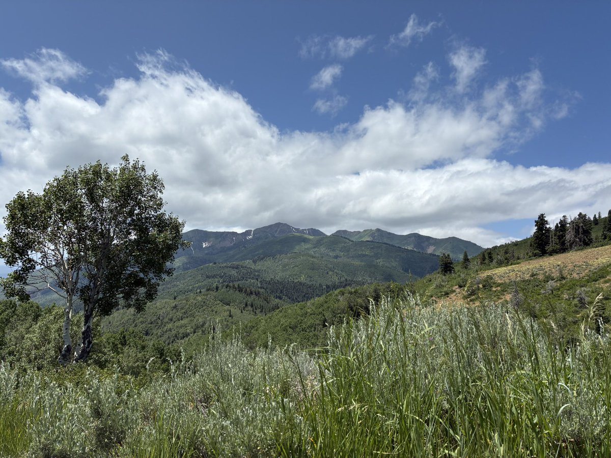 BullheadRanch's tweet image. Day 2 of this dystopian hellscape without a government