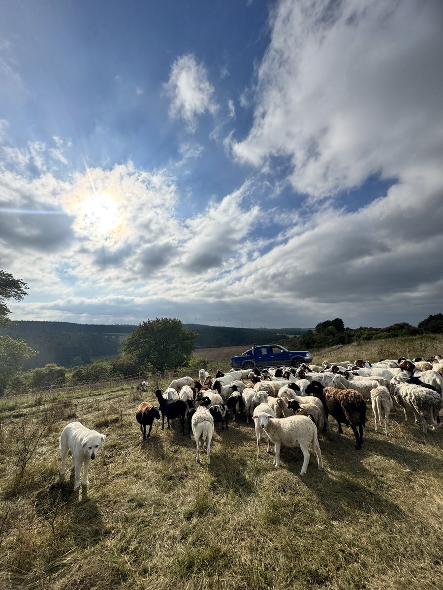 Heute wird die nächste Fläche aufgebaut.  Aber vorher noch der Steilhang. Bin heute später dran, da ich bis jetzt in Terminen war, also heißt es ran halten.