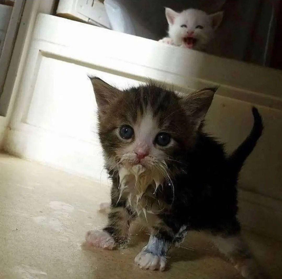 Bichinhos fofinhos pra quem ta cansado tweet media