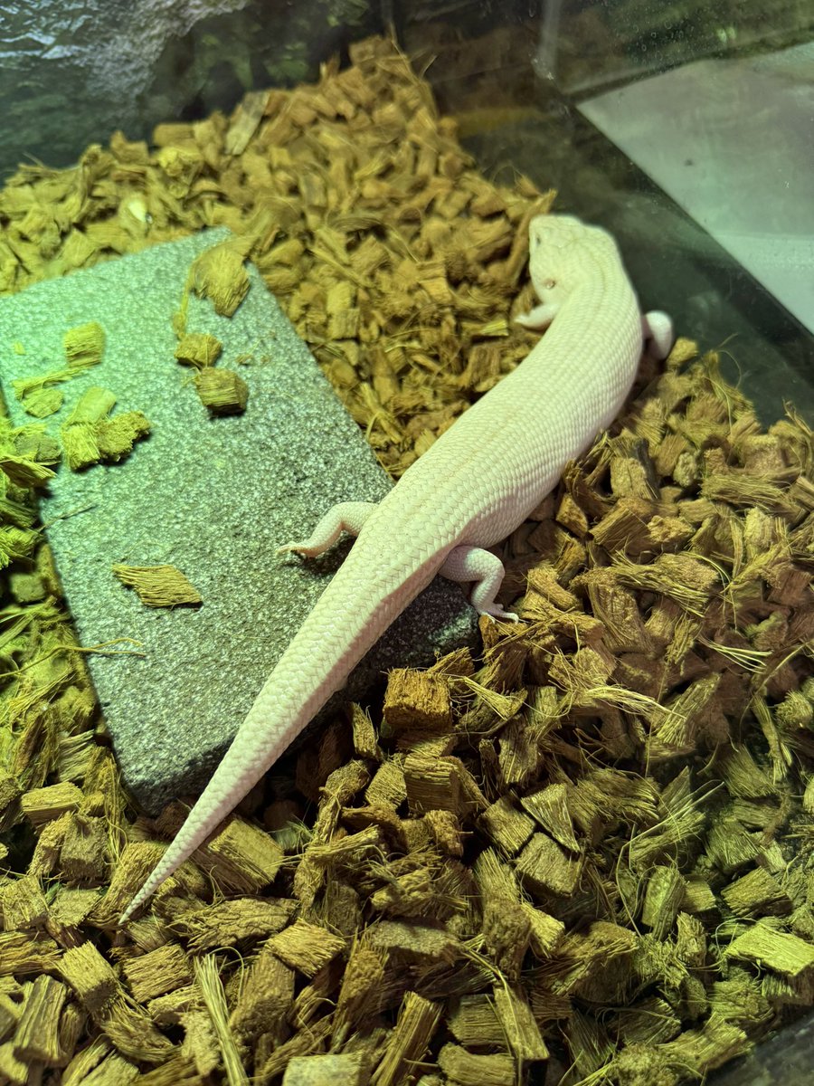 No.287 夜桜トカゲ 蓄光トカゲ qPIGpのトカゲ YuRiKe THE GALLERY on X