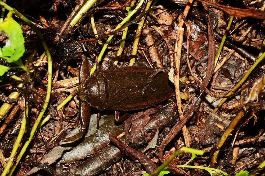 광릉수목원에서 35년만에 멸종위기 곤충인 물방개가, 24년만에 멸종위기 곤충인 물장군의 서식이 확인됐다는 소식.