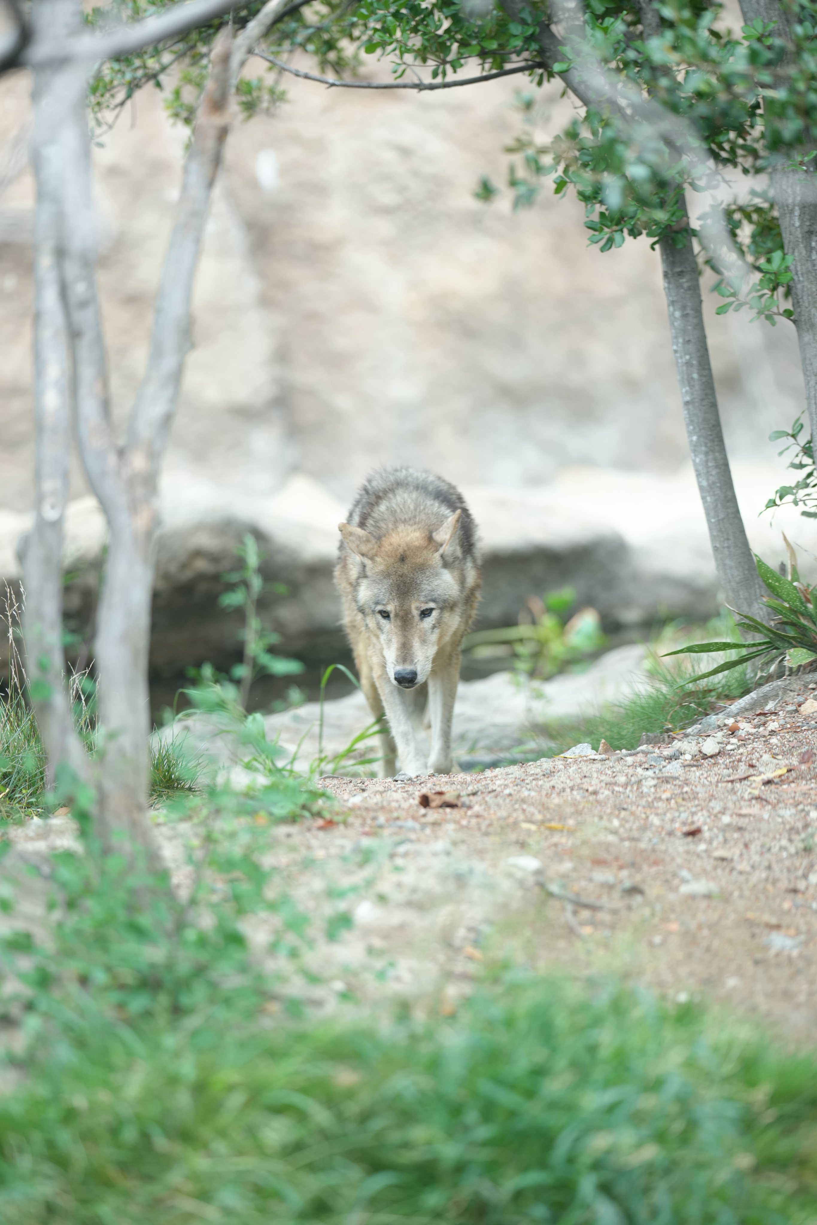 k-ji@続！鳥展公式トリバサダー on X: 