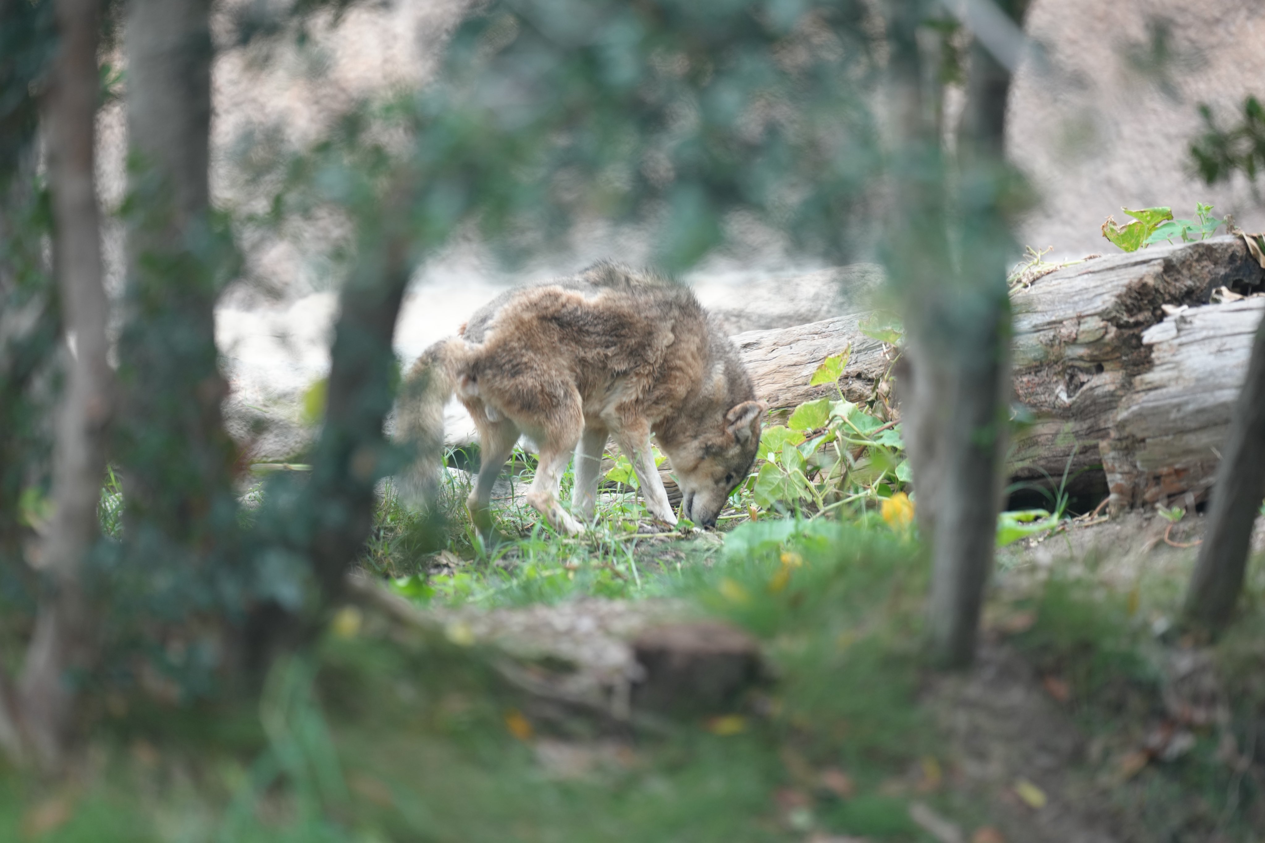 k-ji@続！鳥展公式トリバサダー on X: 