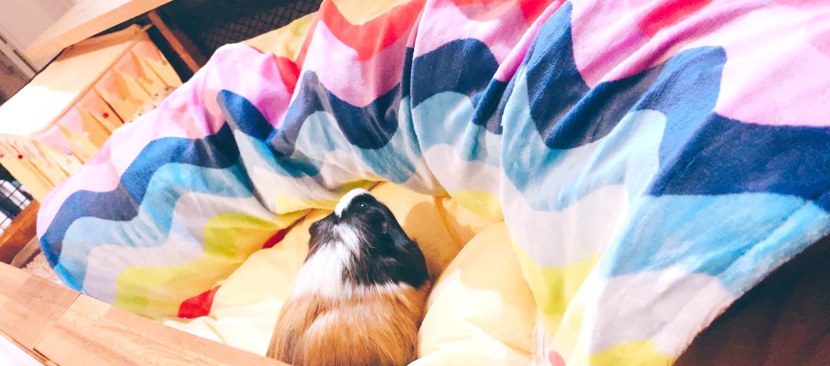 我が家のもの字(もっさん)もうすぐ3歳になるとな🐹可愛い🐹