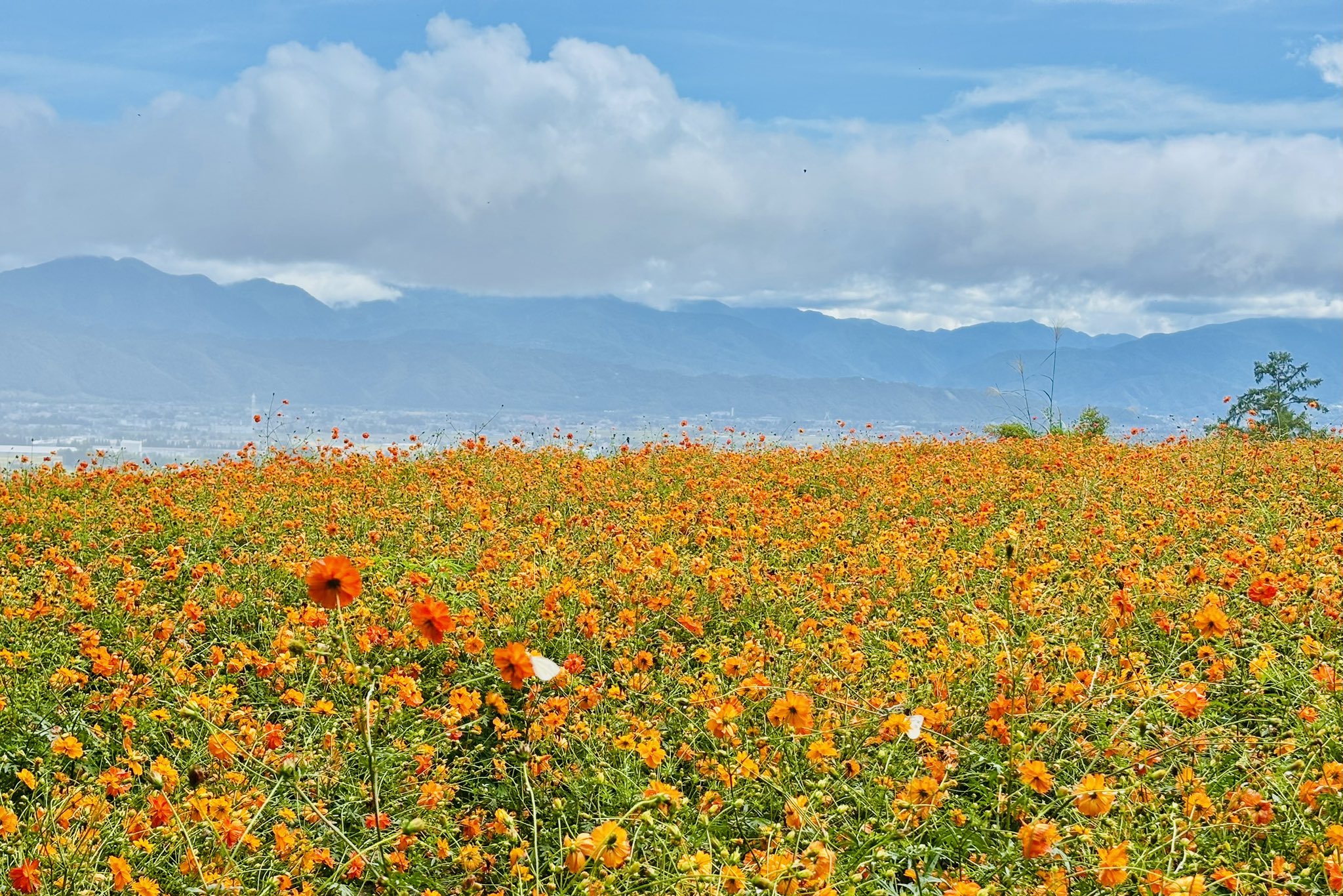 花y…ページ•*¨*•.¸♬︎ よっし56 on X