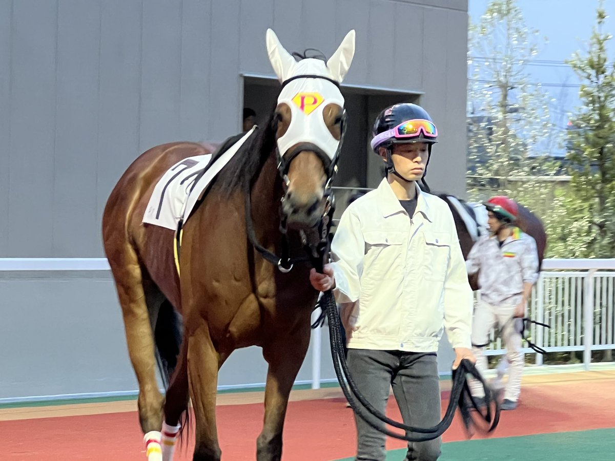 【出走情報📣】
明日は地方競馬組、船橋でピコボンズが出走します🐴✨

10/3(金)8R  1,200mダート
オータムスプリントＣ１一 二 三イ
#船橋競馬
#山中悠希 騎手

最近船橋は現地応援行けてなかったので、明日は久しぶりに現地で全力応援です‼︎🏁