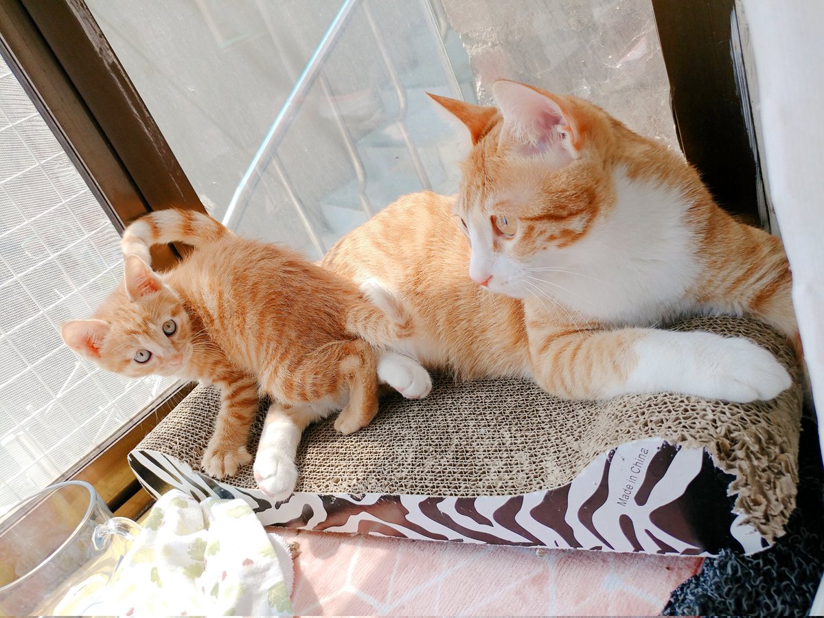 역시 곱게자란 공주고영 빠다랑 스트릿출신 치뿌뽀또를 비교하기엔 너모 차이가 나는군.. 우리 빠다는 맨날 공주님이엇지 빠다보구싶다..🥲