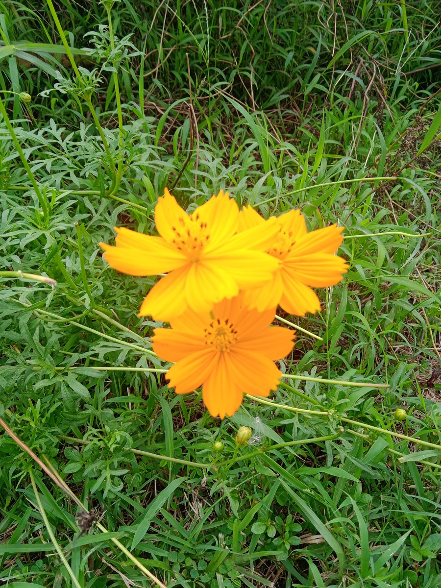 mdmonir42's tweet photo. লালবাগ কেল্লা❤️ https://t.co/ern6ePQwCi