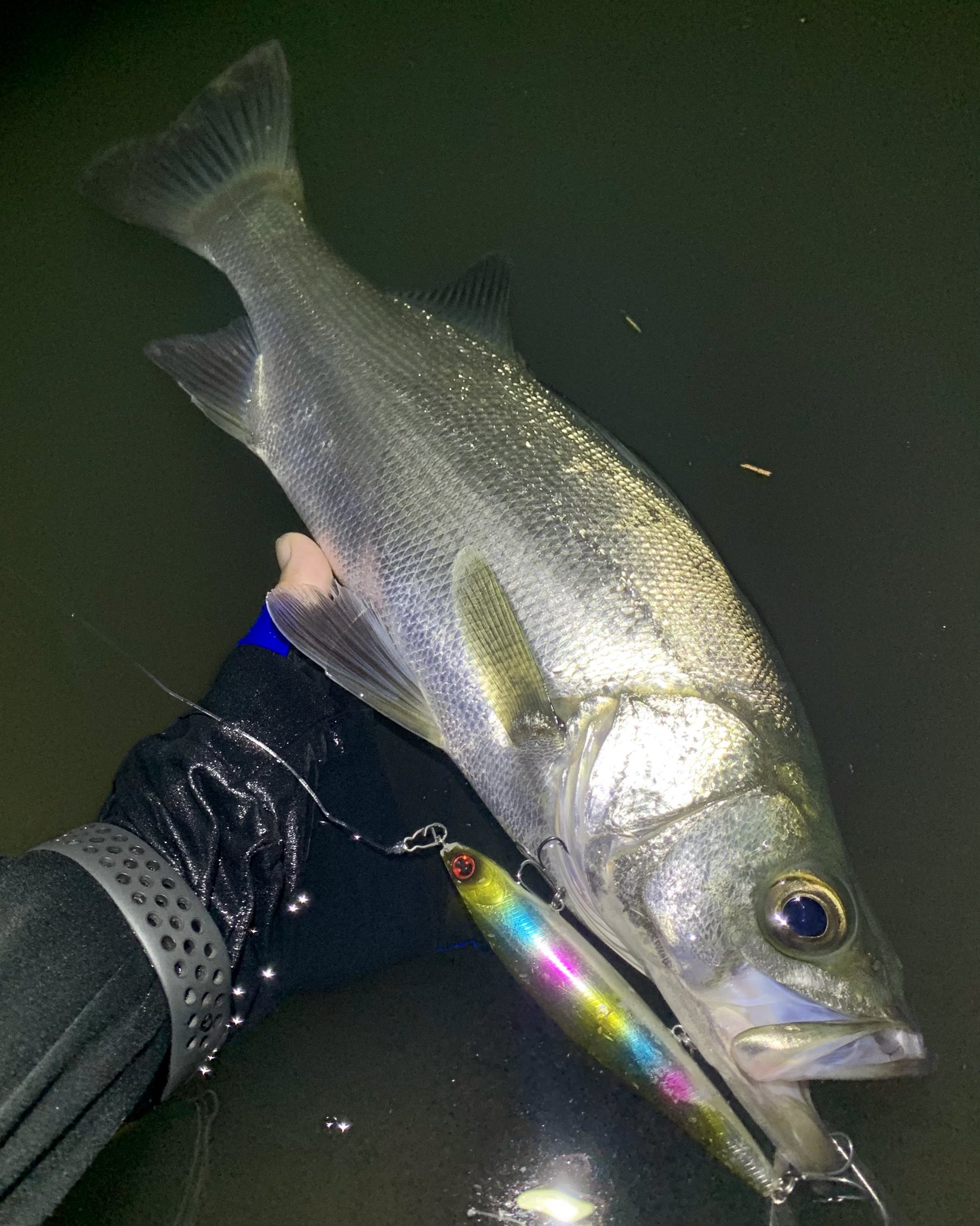 GONZO＠（hayaken) (@GONZOUDAIWA) / X