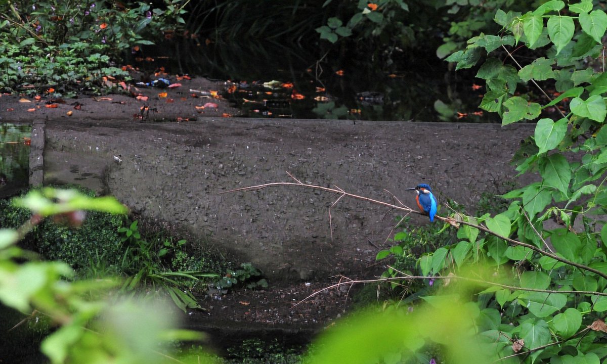 Fairy glen kingfisher this afternoon.