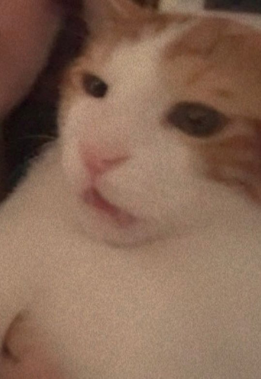 Bunuda sokaktan aldık bana yaptığı surata bakın