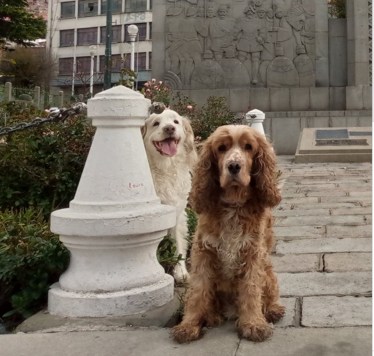 MapPerros tweet media