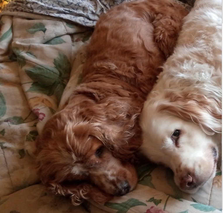 ¡Urgente! Perla está perdida, a menudo le gusta escaparse sola a la calle; pero siempre vuelve. Vista por última vez en Sopocachi, Abdón Saavedra y Reseguín a las 19:30 de anoche. Estas son algunas fotos recientes. Por favor comunicarse por WA: +59170592139 si la ven.