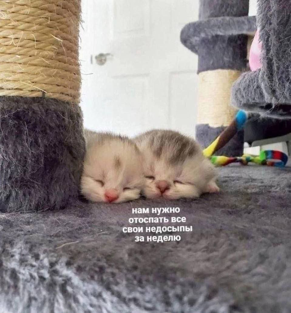 catsilcats's tweet photo. https://t.co/8XeNZtoTZC