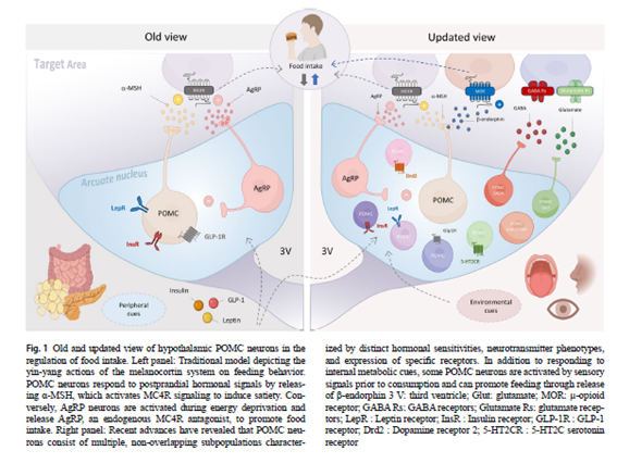 sociedadSEEN's tweet photo. 💢Beyond satiety: unraveling the complex roles of POMC neurons in behavior and metabolism
📌 Las neuronas #POMC hipotalámicas se consideran clásicamente mediadoras de la saciedad, que actúan en respuesta a señales metabólicas y hormonales y en oposición a las neuronas de la proteína relacionada con Agouti (AgRP) para mantener el equilibrio energético
https://t.co/RLYds5c6wr
@ObesitySeen