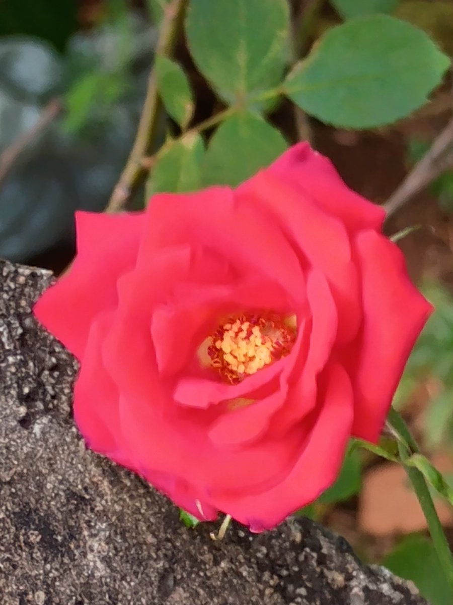 Melhor é o fim de uma coisa do que o princípio; melhor é o paciente do que o arrogante.

(Eclesiastes, 7:8-)

      Bom dia, para você.