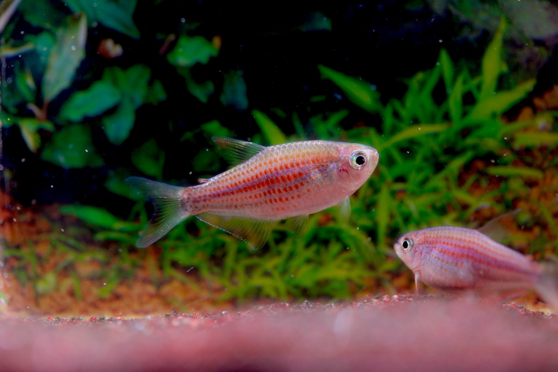 ペア】パルナシウス・アポロ（新疆省天山）