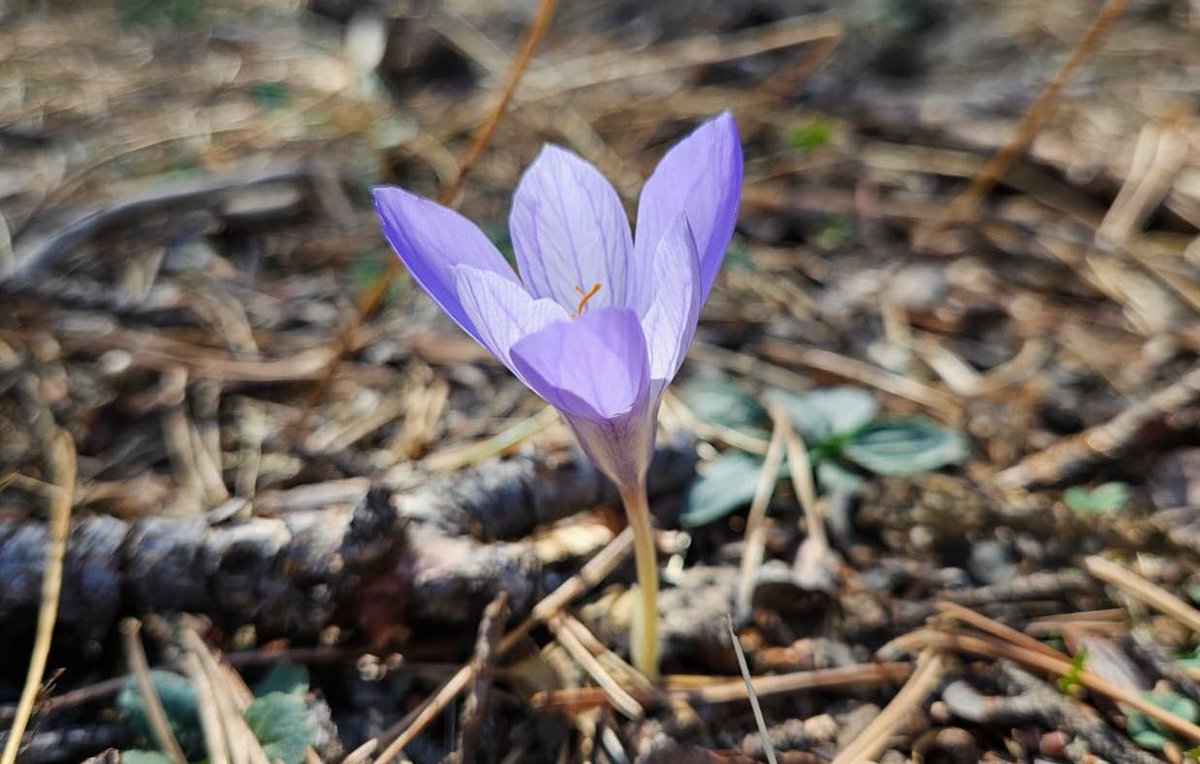 Sadece insanların değil, çiçeklerin de hikayesi vardır...

🌷 Açtığı dönem yaylacıların dönüş zamanına denk geldiği için "vargit" ismini alan bu çiçek, her yıl yazı uğurlayıp sonbaharı karşılıyor. 

📍Yaz sıcağıyla kavrulan yaylaları kış öncesi son defa süsleyen bu manzarayı
