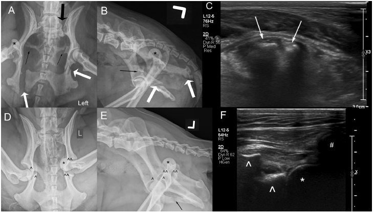 CornellCSCU's tweet image. CSCU Assisted Pub: Ultrasound is an accurate imaging modality for diagnosing hip luxation in dogs presenting with hind limb lameness doi.org/10.2460/javma.…
Congratulations! @CornellRsrch @cornellvet