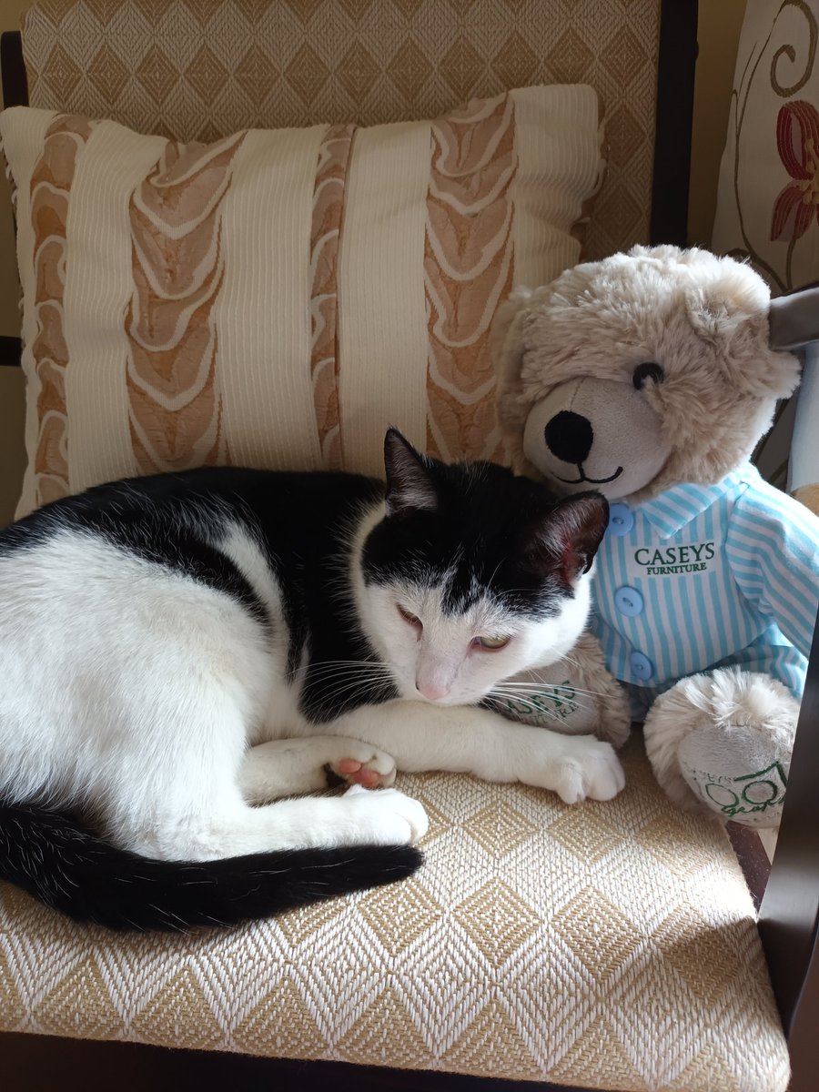 Marylaw59112593's tweet image. Squeeky just settling down for a rainy day cuddle with her Teddy 🧸 😁🐱🥰