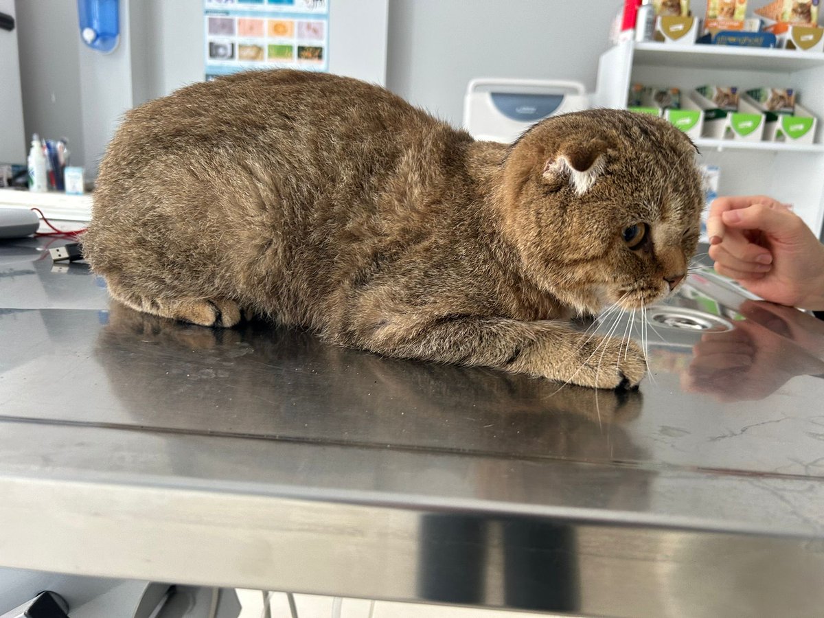 ❗️❗️beylikdüzü adnan kahveci civarı kayıp olduğunu düşünüyoruz . Erkek kedi.