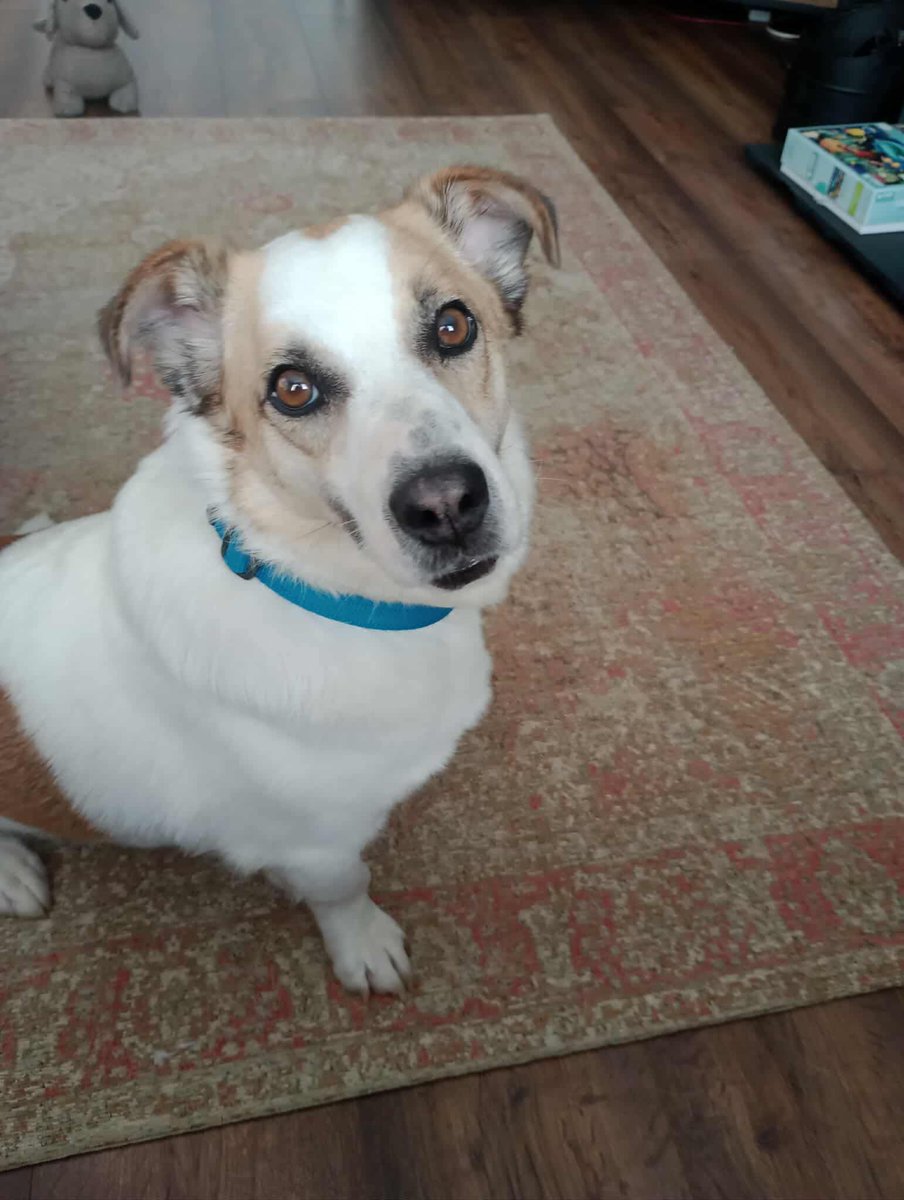 Sid is good with other dogs and loves to play. He would be happier living with another dog they think
He is currently in foster with 3 other dogs
Sid hasn’t been around young children and therefore perhaps 6 yrs and over He has not been cat tested
imminghamdogshome.org/form/
#Lincoln