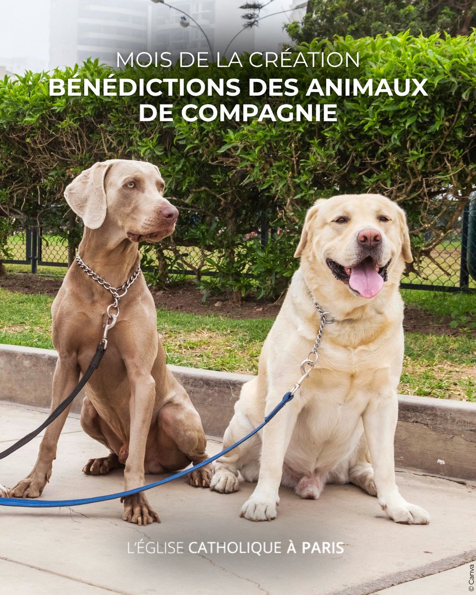 🐾 À l’occasion de la fête de saint François d’Assise (4 octobre) et du Mois de la Création, plusieurs paroisses de #Paris proposent ce week-end des bénédictions d’animaux.

En bénissant les animaux, l’Église rend gloire à Dieu, créateur de toute vie, et nous rappelle le lien de