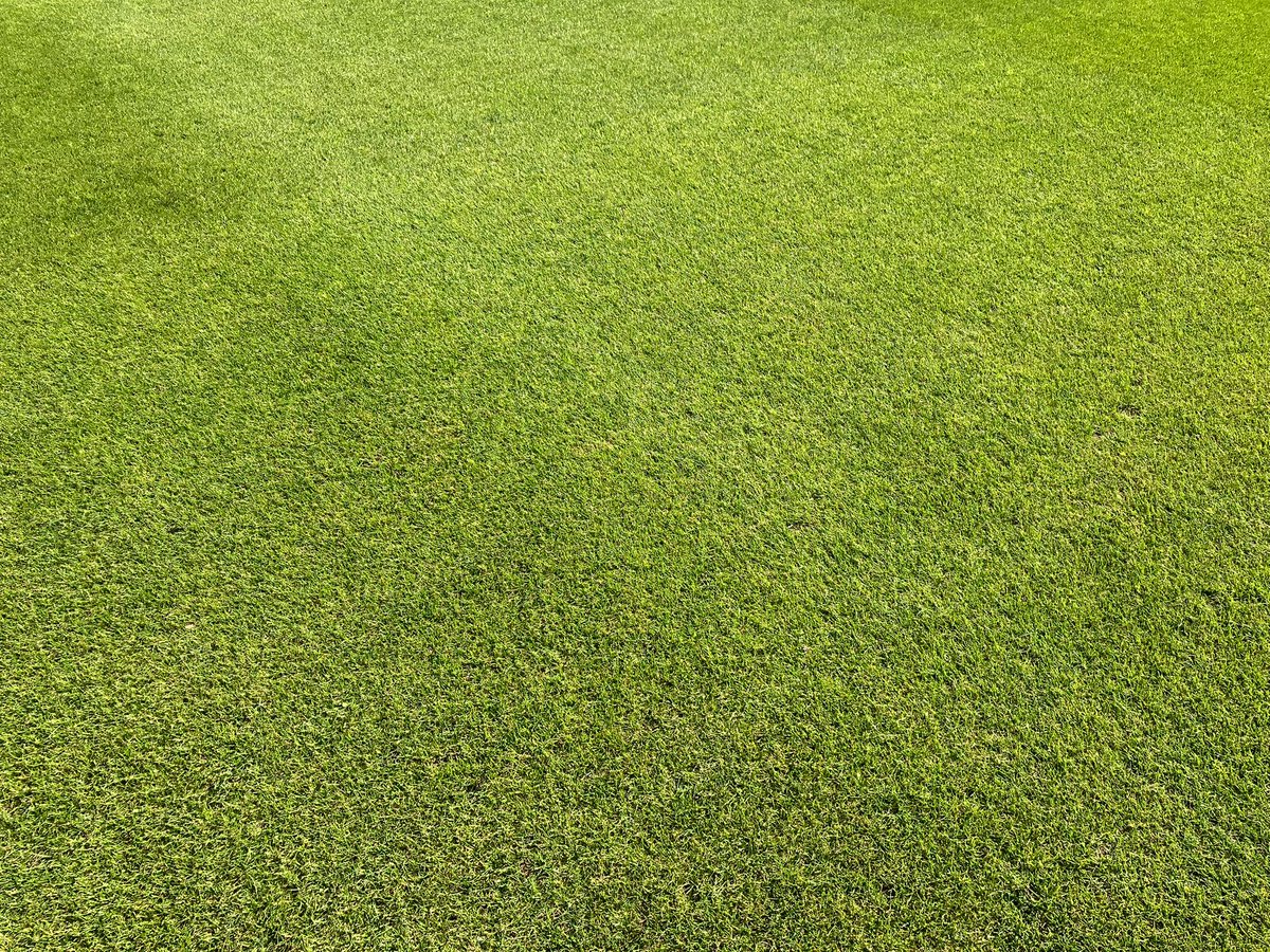AgrovistaAMNTY's tweet image. A Polyon programme is working wonders at The @DLFSEEDS_UK Showcase Site.

The 20-5-8 analysis is coming to the end of its longevity, with the 15-0-10 application in October to come soon.

Great work and presentation by @matt6lewis