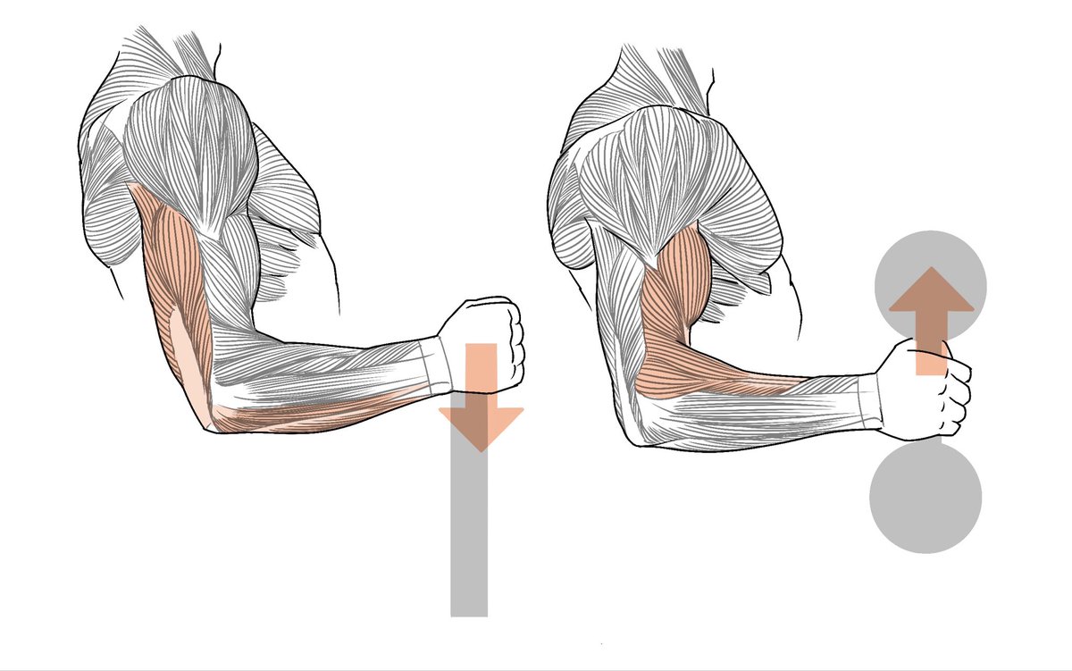 kato_anatomy's tweet image. 同じ姿勢でも力を入れる部位が違う図