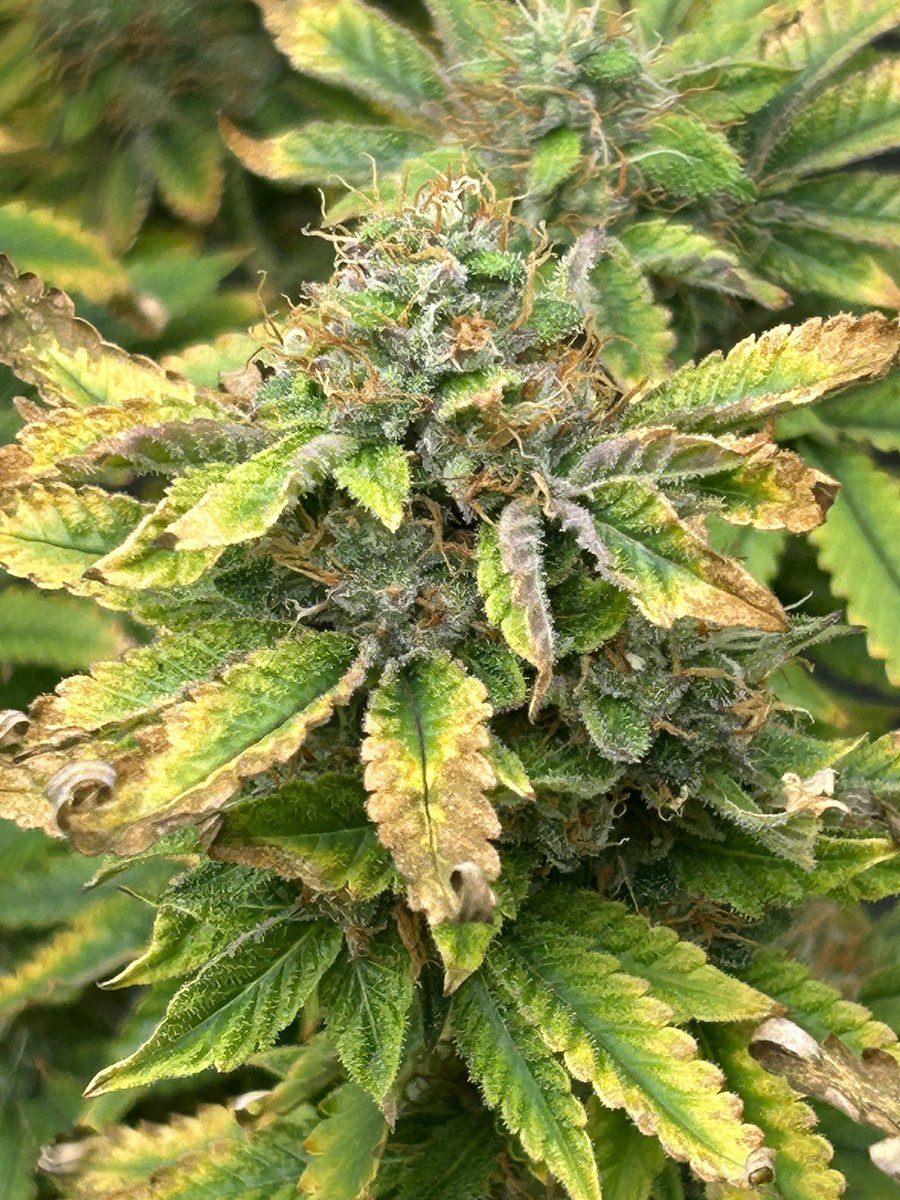 Growingbbnbb's tweet photo. New slaps in!! We do giveaways every week on Facebook!! Go check us out!! #DZGenetics https://t.co/zkflSfofa8