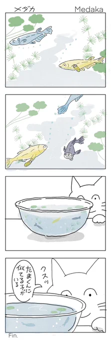 メダカ観察
#みんなで楽しむTwitter展覧会 
#漫画がよめるハッシュタグ 
#マンガが読めるハッシュタグ 
#芸術同盟
#秋
#4コマ漫画 