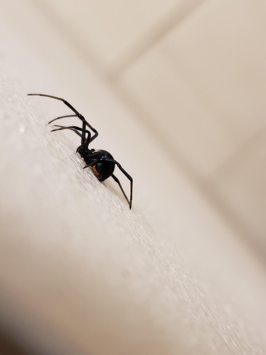 🔍 Curious about Black Widow spiders? Learn to spot their webs and egg sacs around your home, and get the scoop on Black Widow spiderlings! 🕷️👉 1l.ink/G3Z5BFF