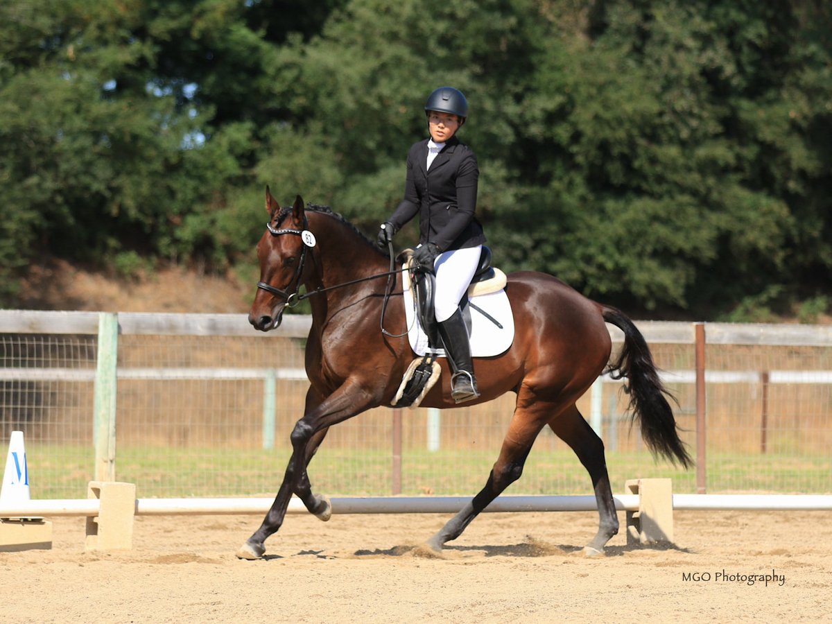AfterFinishLine's tweet photo. Meet Impressively, a 4y/o #Calbred #OTTB competing in Eventing/Show Jumping at TB Makeover 10/8-11 at the KY Horse Park. Unraced w/ timed workouts. Eligible for $5K Top-Placed Cal-Bred Award & reimbursement of trainer/stall/schooling fees sponsored by Georgia B Ridder Fdn.From CA https://t.co/P1Dw2jUByq